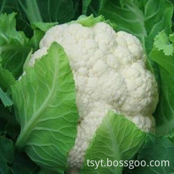 Complete fresh cauliflower and low price